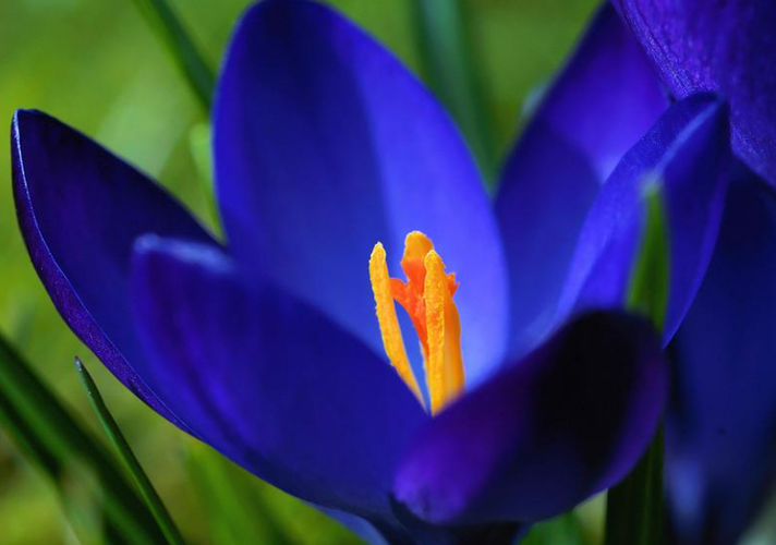 3 - Den elegante krokusblomst